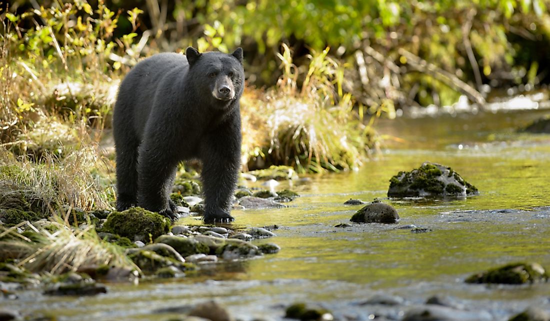 Black bears are considered to be the fastest bear species.