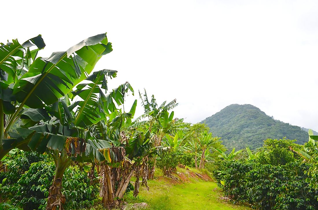 A plantain farm. 