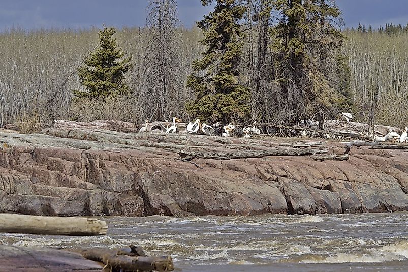 The Far North Pelican Rookery along the Slave River is teeming with American White pelicans.