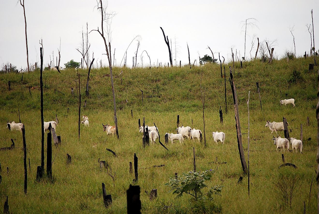 Recently cut and burned rainforest turned into a cattle ranch in the Brazilian Amazon. Image credit: Front-page/Shutterstock.com