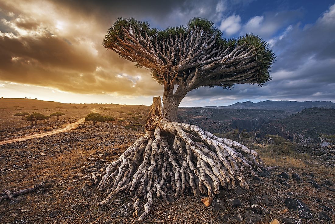 The dragon's blood tree (Dracaena cinnabari) is native to the Socotra archipelago.