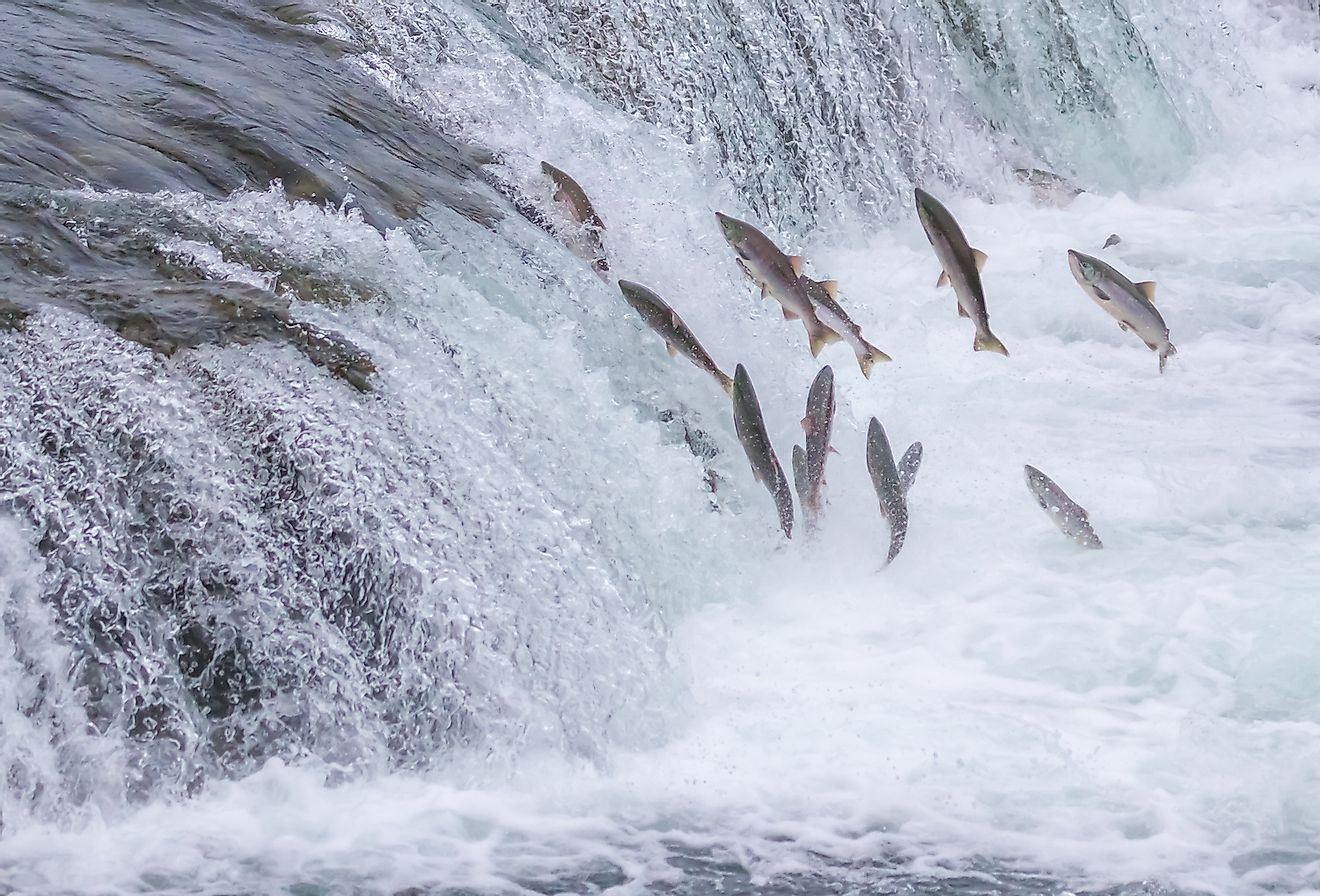 Salmon Jumping Up the Brooks Falls at Katmai National Park, Alaska. Image credit: Sekar B/Shutterstock.com