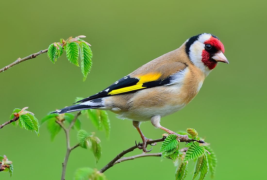 Goldfinch on a Rowan tree.