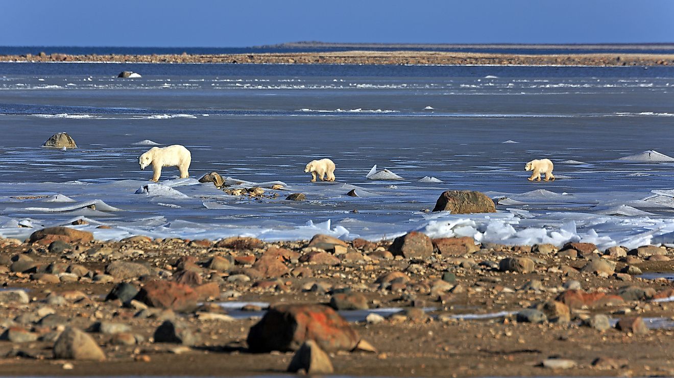 A polar bear family on the ice of the Hudson bay in Canada. Image credit: Bildagentur Zoonar GmbH/Shutterstock.com