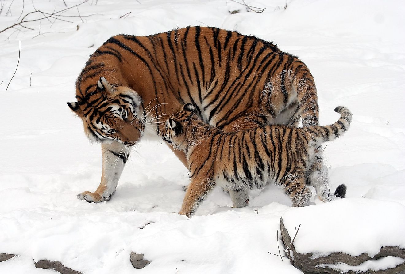 The Siberian tiger is an iconic species of the Russian wilds.