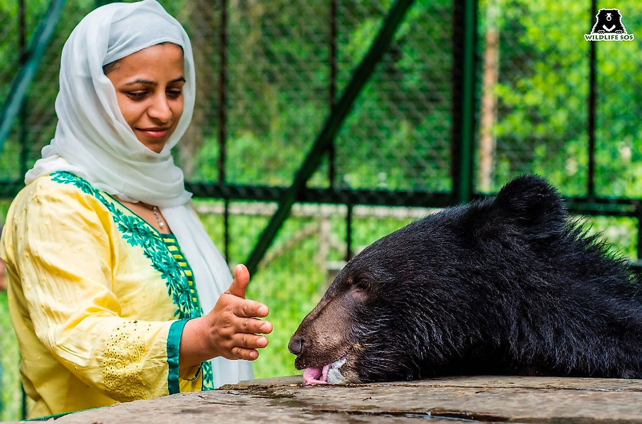 Aaliya with a rescued Himalayan Black bear at the Wildlife SOS centre. Image credit: Wildlife SOS.