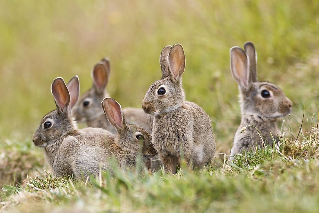 Rabbits are found on every continent except Antarctica.