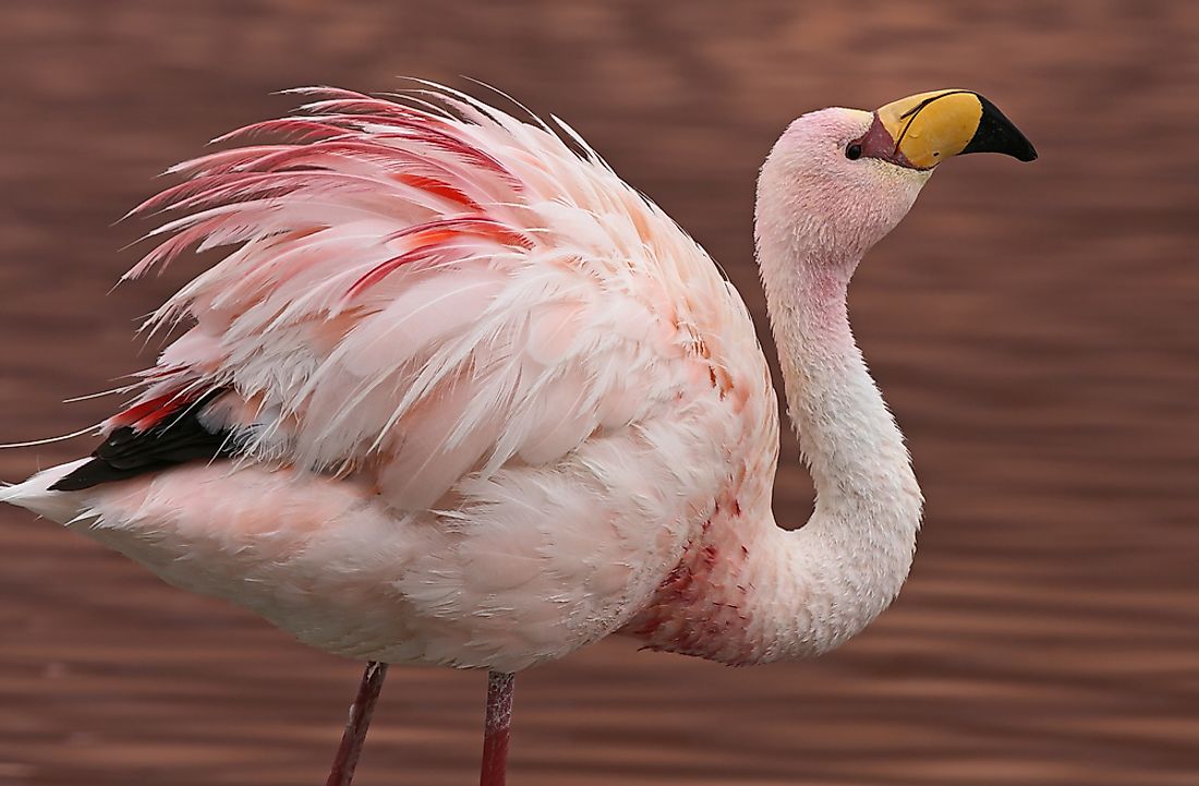 The Jame's flamingo can be found living in the Andes. 