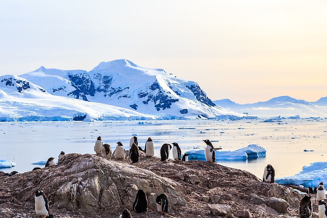 Although the Antarctic biogeographic realm is the smallest of all the realms, it is still home to animals such as penguins. 