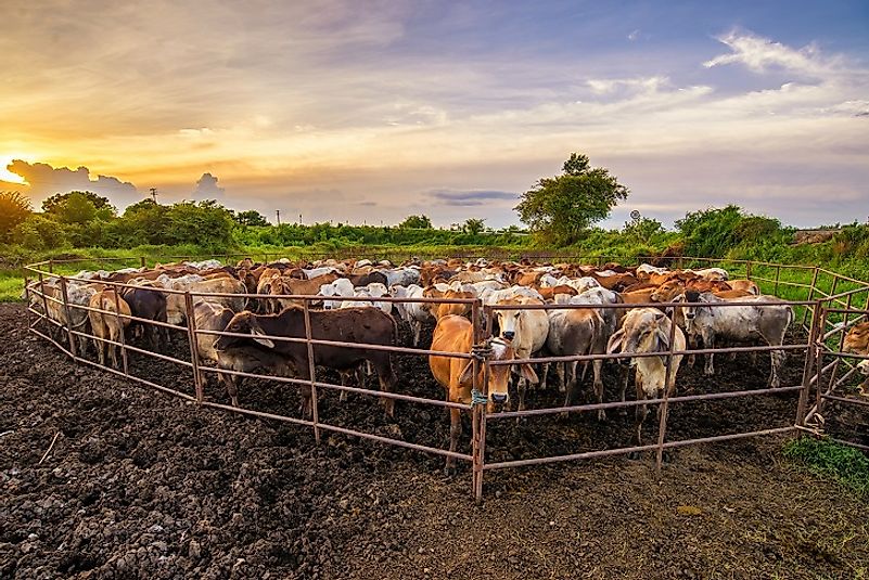 The methane released from the manure of cows and other ruminants is a significant contributor to worldwide greenhouse emissions, and thus climate change.