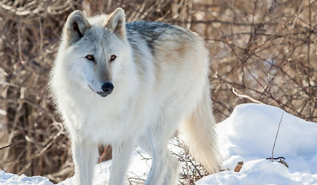 The Mackenzie Valley wolf can reach up to 175 pounds.