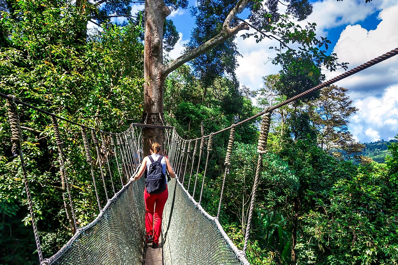 This rainforest makes up the first national park in Malaysia.