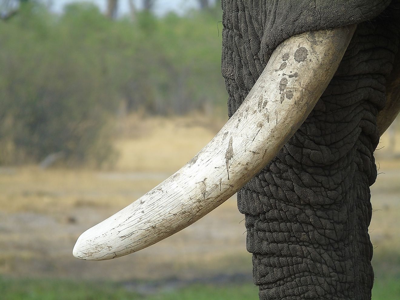 Elephants are killed for their tusks. Image credit: Needpix.com