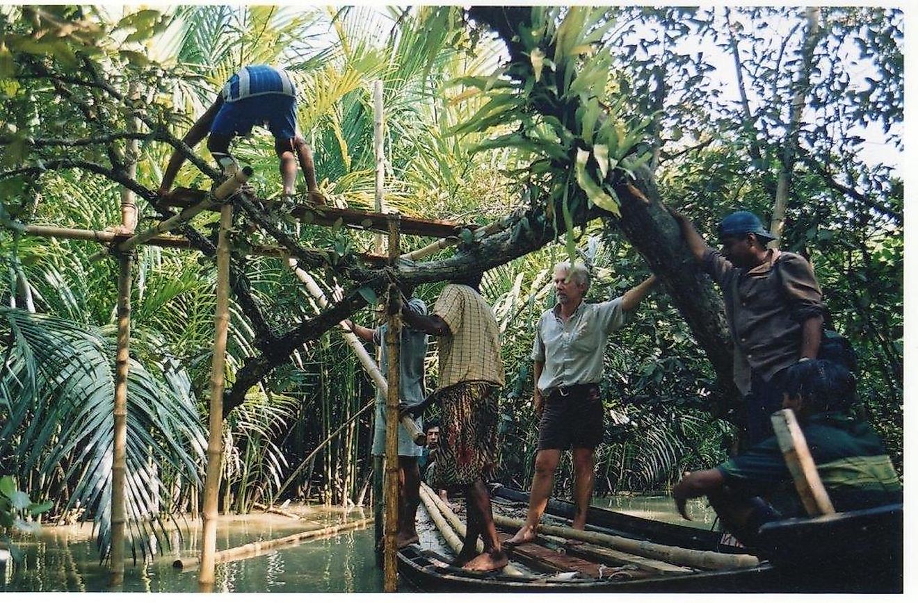 Mike Herd supervising the construction of a machan to be used as his hiding spot to film the Swamp tigers. Image source: Mike Herd