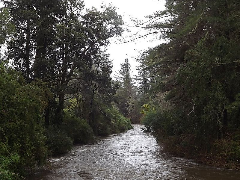 A river in the Valdivian Temperate Rain Forest.