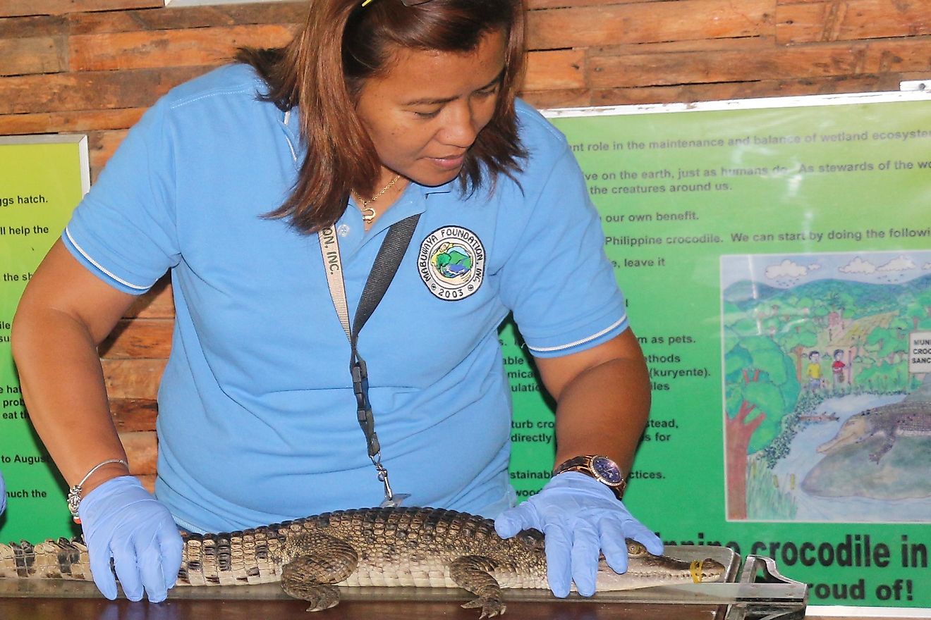 Tess G. Balbas measuring a Philippine crocodile. Image credit: DorinaFerrer