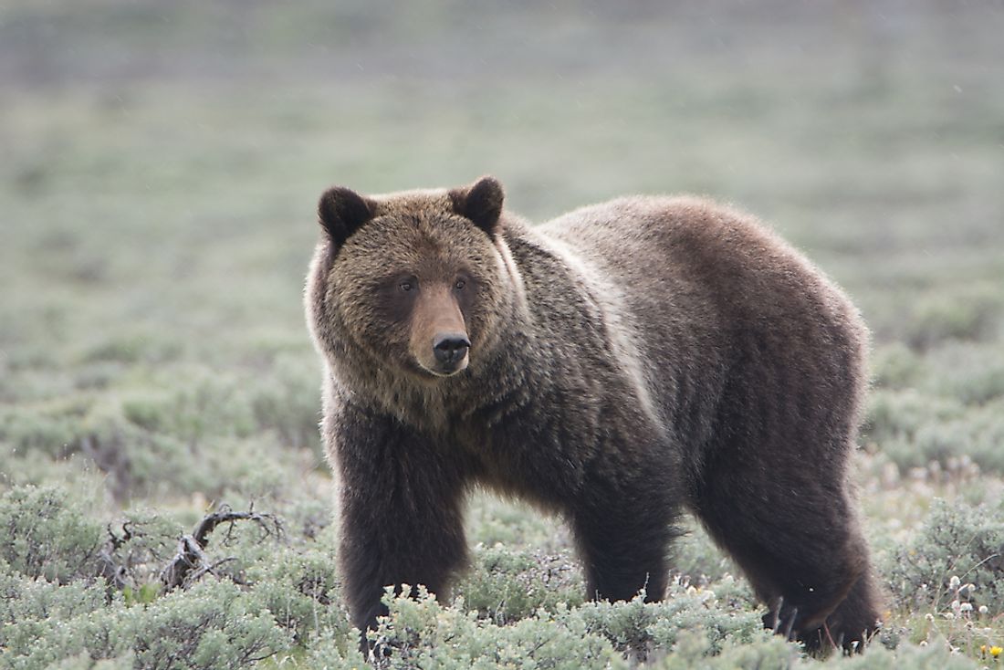 Grizzly bears can be found living throughout Yellowstone National Park. Photo credit: shutterstock.com.