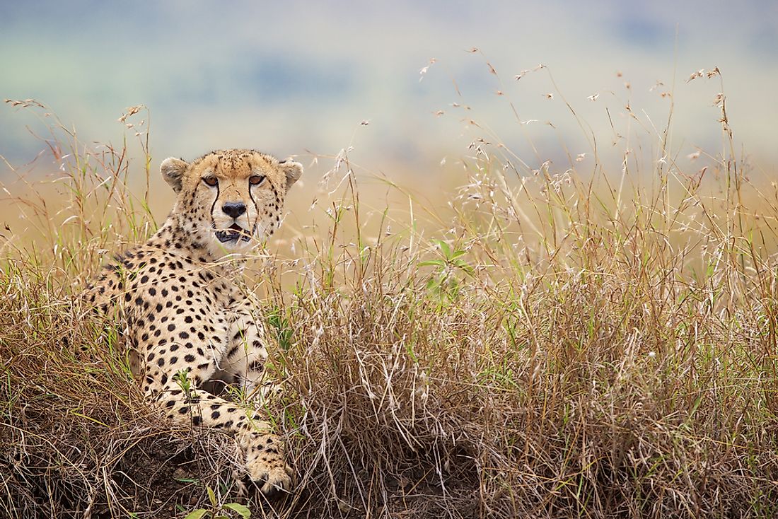 Cheetahs can often be found throughout savannahs. 