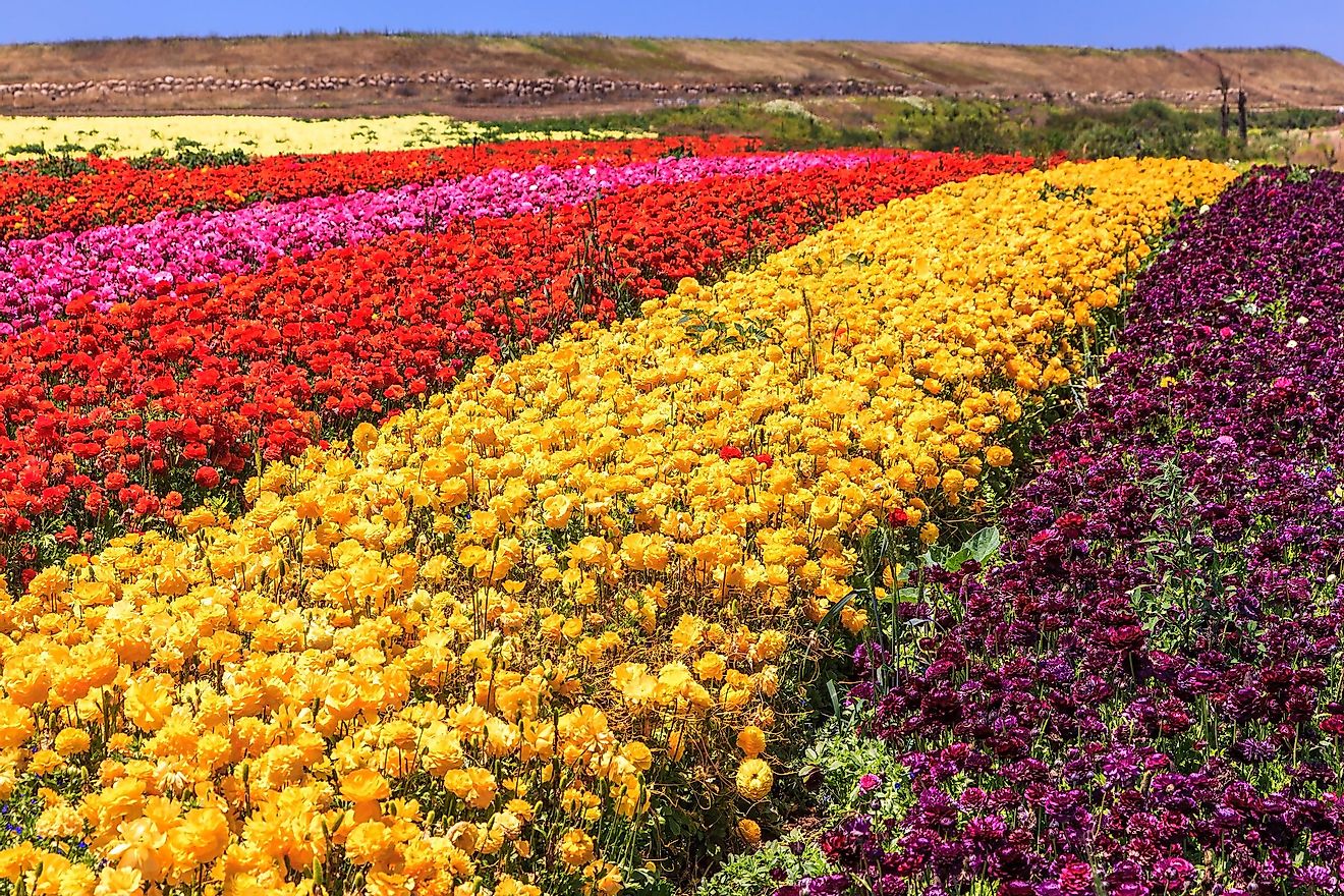 Spring flowers blooming in a flower field in Israel.