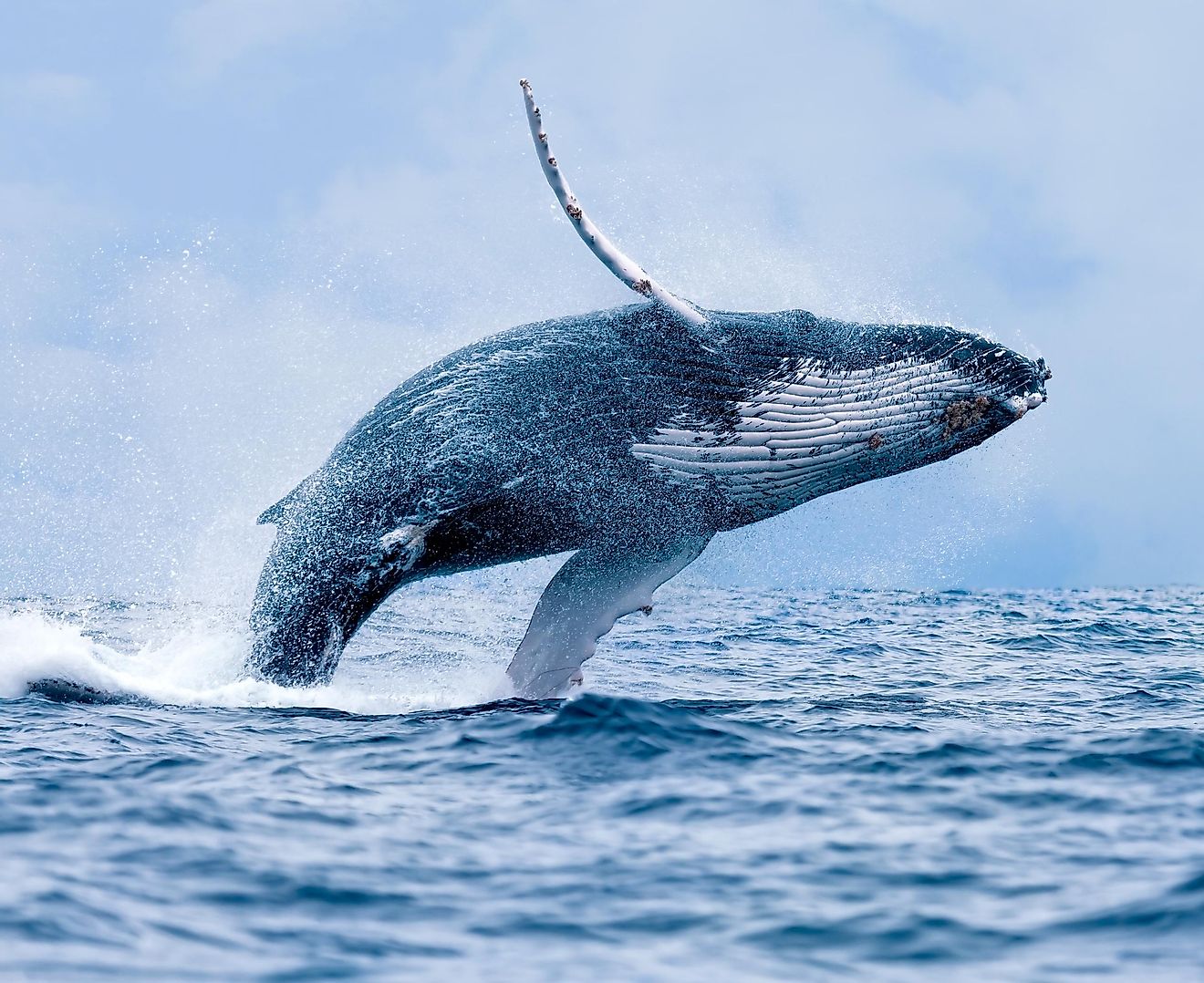 It’s a spectacular, mesmerizing sight, a gigantic mammal flinging itself out of the ocean.