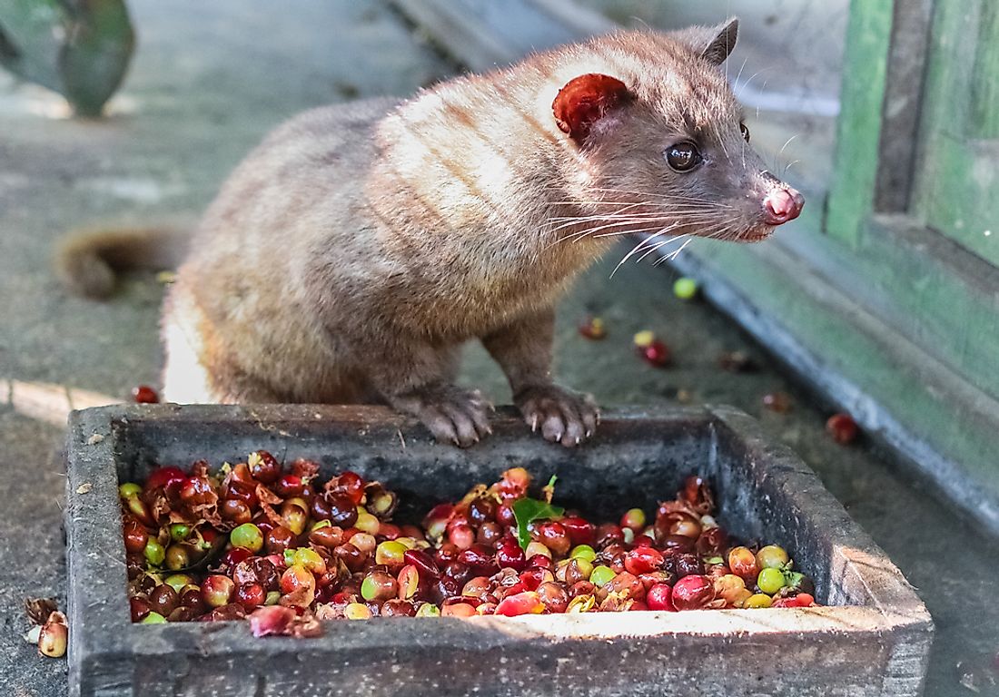 A civet scopes out coffee beans to taste in Bali, Indonesia. Although the coffee beans that pass through the digestive system may produce a unique cup of coffee, many civets are kept in prohibitive captivity that endangers their lives. Photo credit: Shutterstock.com.