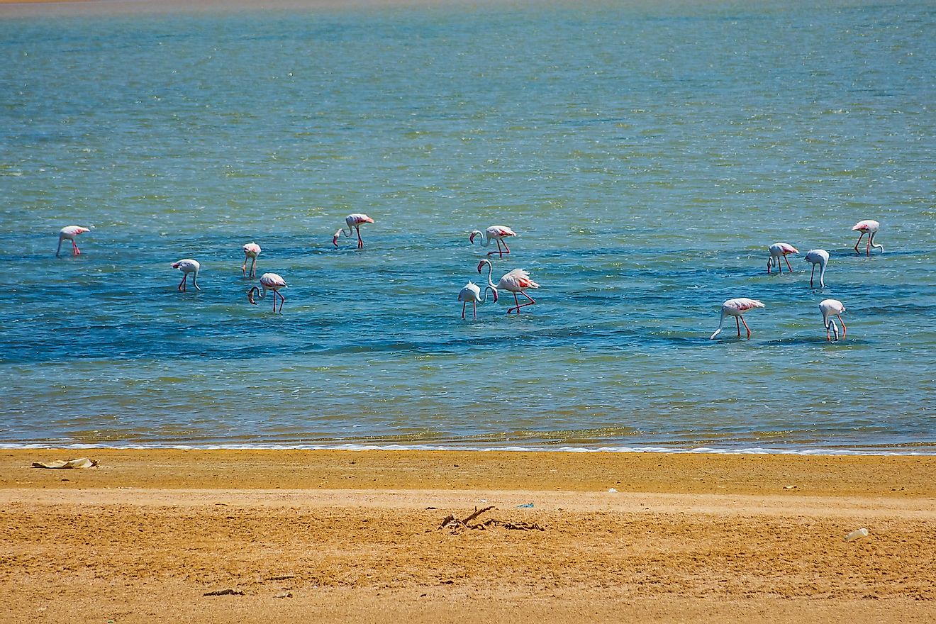 Greater flamingos on the Red Sea shore in Jeddah, Saudi Arabia. Image credit: KV Naushad/Shutterstock.com