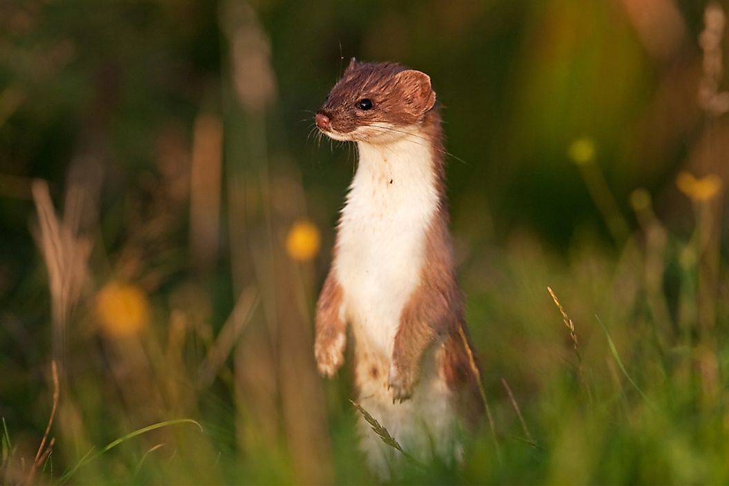 A stoat in the grass.