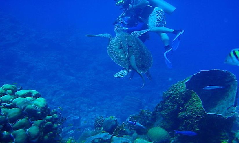 A scuba diver interacting with a sea turtle in the Belize Barrier Reef Reserve 