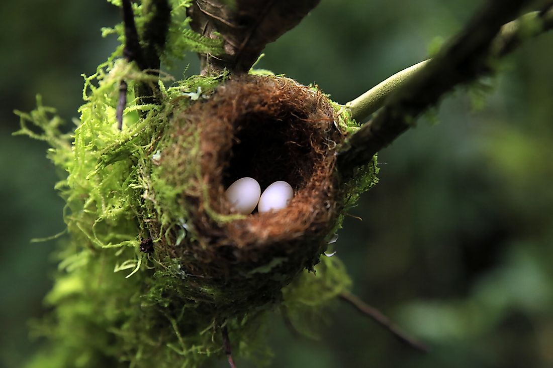 Hummingbird eggs are among the smallest eggs ever laid by birds. 