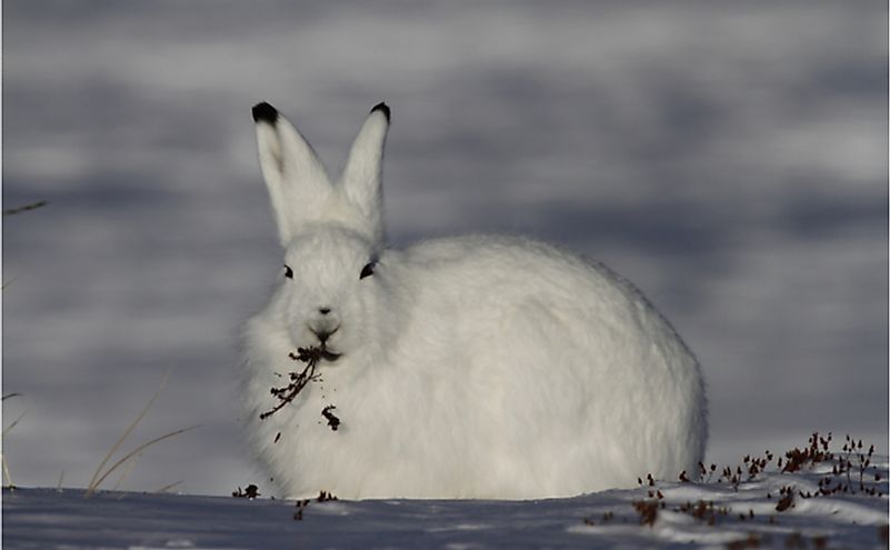 Arctic hare (Lepus arcticus) with willow in mouth in snow near Arviat, Nunavut.