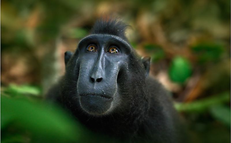Celebes crested macaque in Sulawesi, Indonesia.