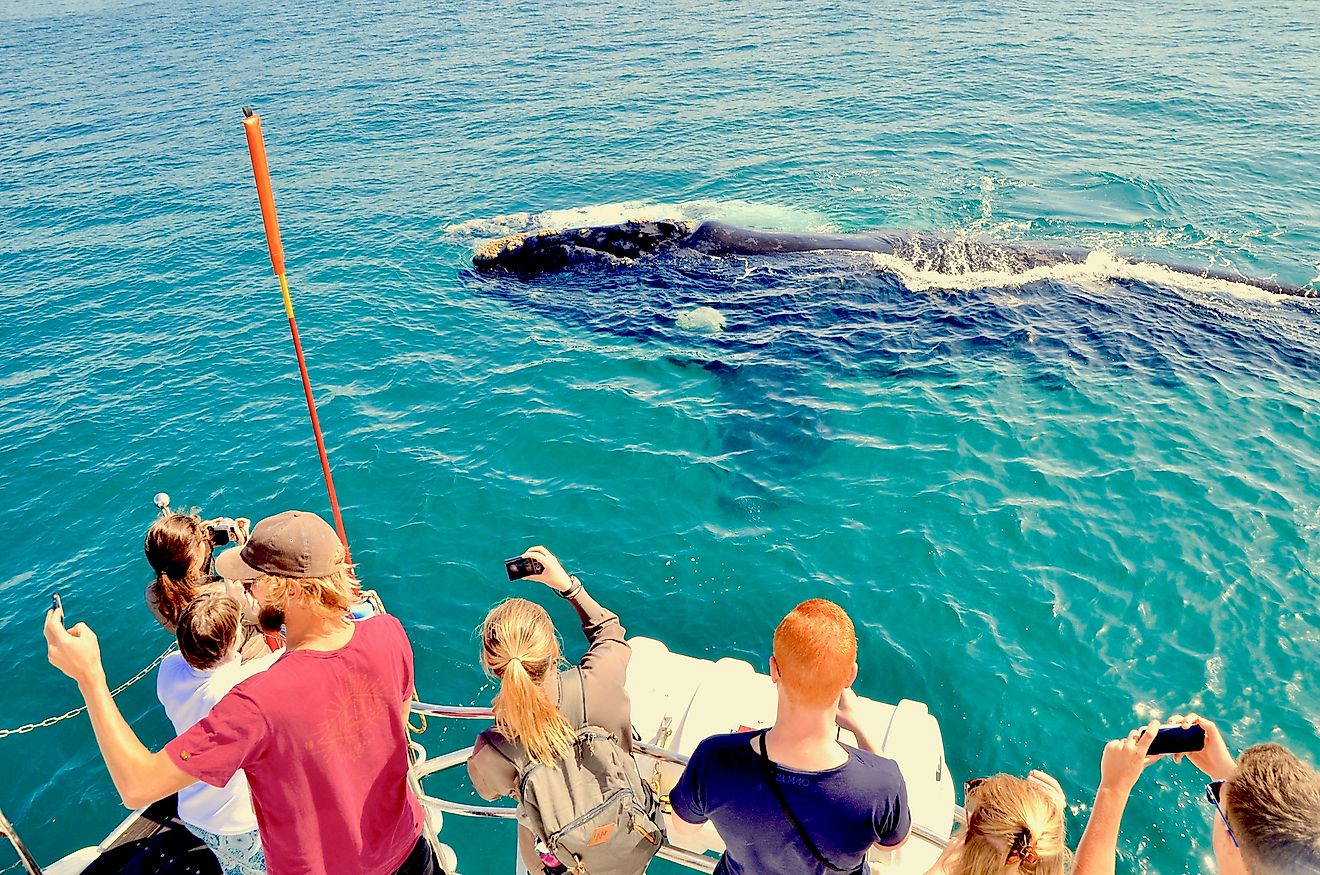 Tourists on board whale watching ship taking photo of mother whale and white calf in water off the waters of Walker Bay near Hermanus, Cape Overberg, South Africa. Image credit: Edinburghcitymom/Shutterstock.com