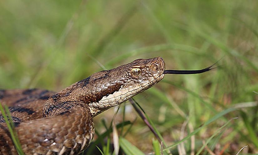 ​European Asp is a venomous viper found in parts of southwestern Europe including France.