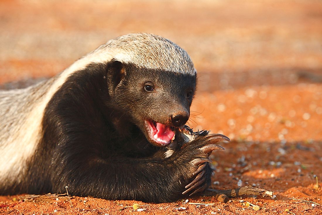 Honey Badger eating.