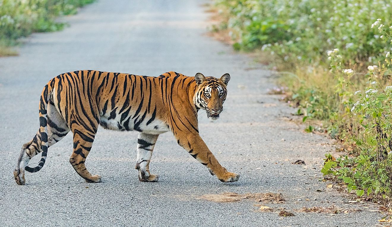 A tiger crossing a road. Image credit: Subi Sridharan