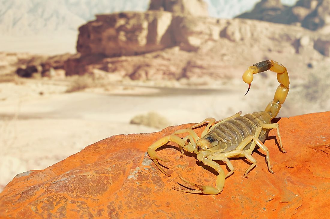 The deathstalker scorpion, one of the most lethal species of scorpion found on Earth. 