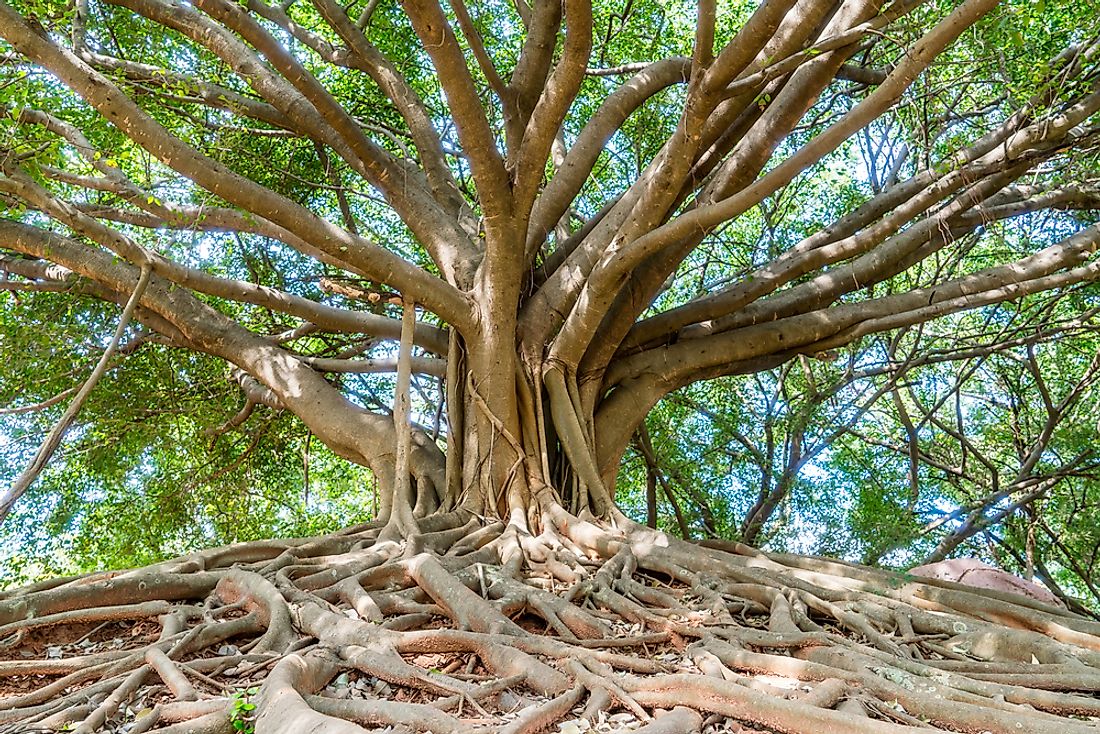 Close-up of a banyan tree. 