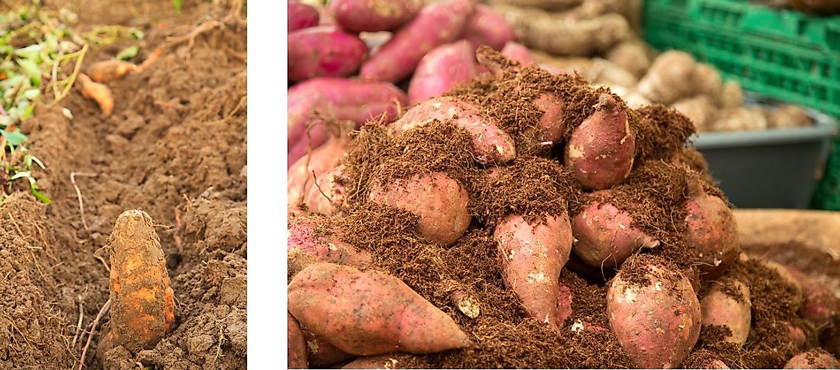 Sweet potatoes freshly plowed up from the row (left) and harvested (right).