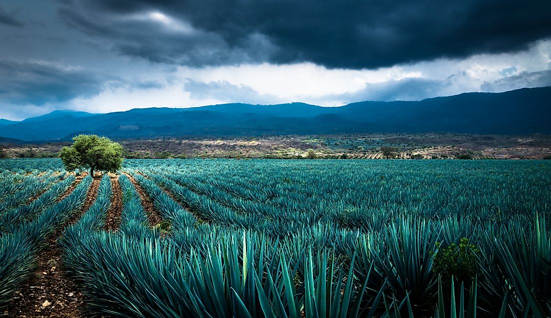A field full of agave in Mexico. 