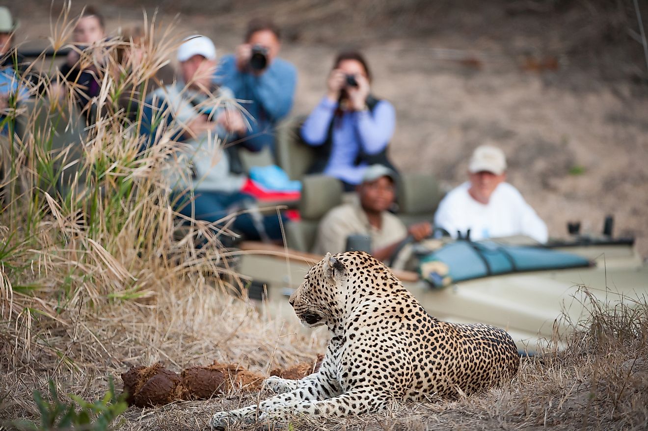 Tourists enjoying a wildlife safari in South Africa. Image credit: Villiers Steyn/Shutterstock.com