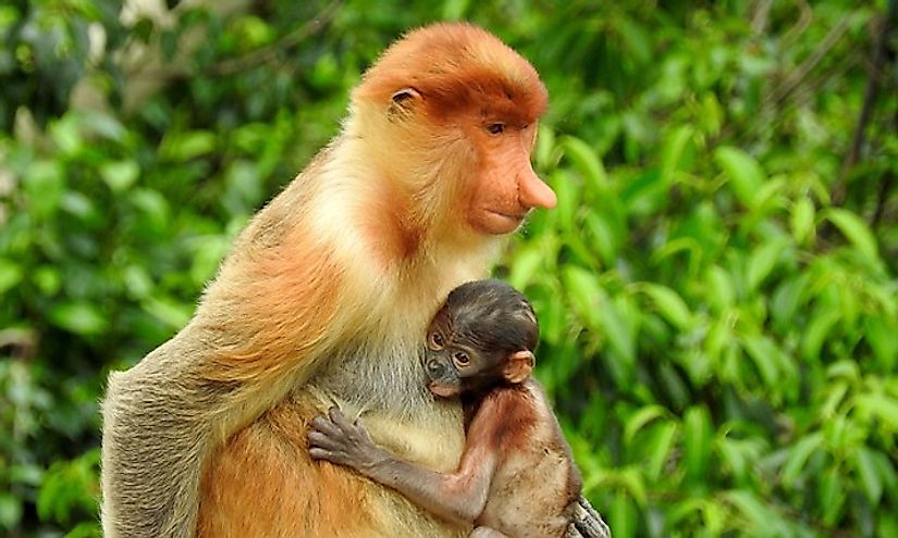 The proboscis monkey and its baby, a unique, endemic species of Borneo.