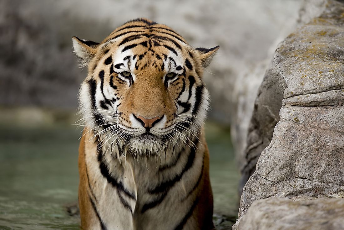 Large predators like tigers are often said to be "on top of the food chain". 