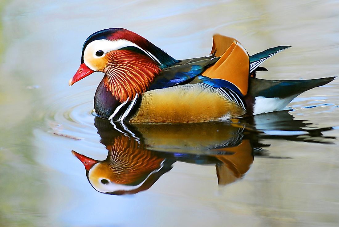 Male Mandarin Ducks are known for being much more colorful than their female counterparts.