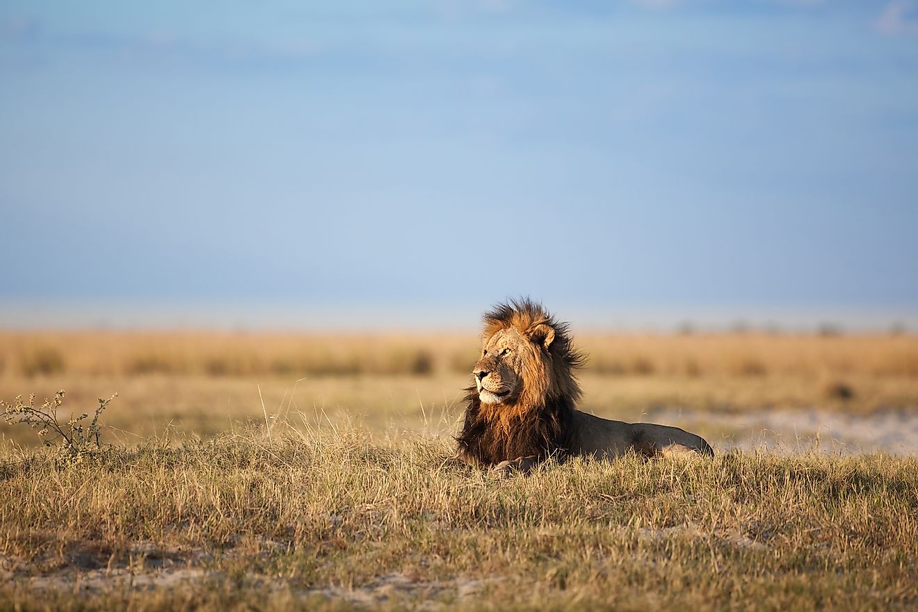 A majestic African lion in the savanna grassland of Africa. Image credit: 2630ben/Shutterstock.com