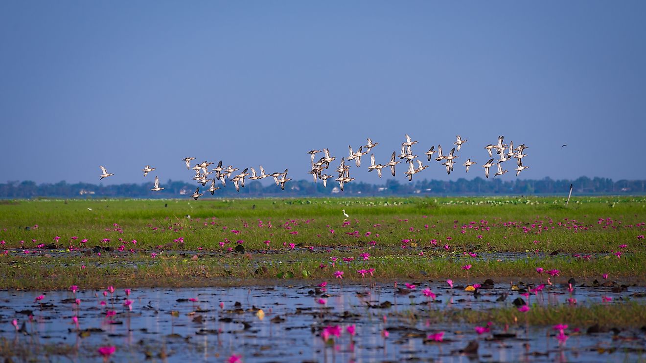 Migratory birds flying over a wetland area. Image credit: GoBOb/Shutterstock.com