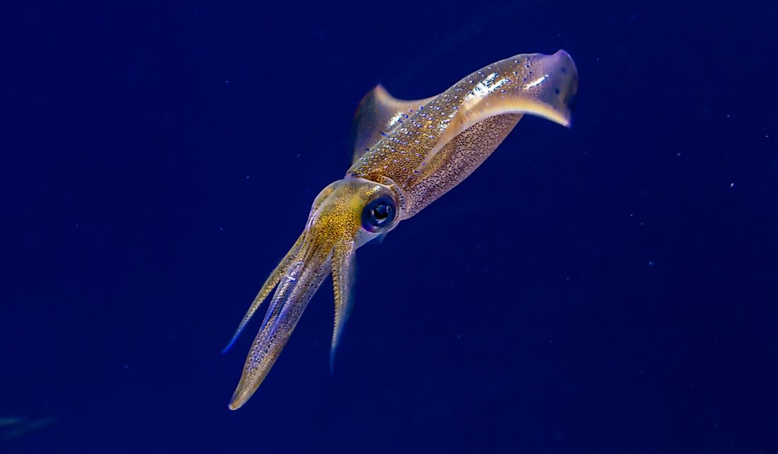 Squids have three hearts; one main heart and two branchial hearts.