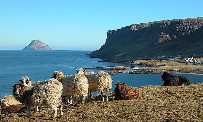 Faroese sheep in the picturesque landscape of the Faroe Islands.