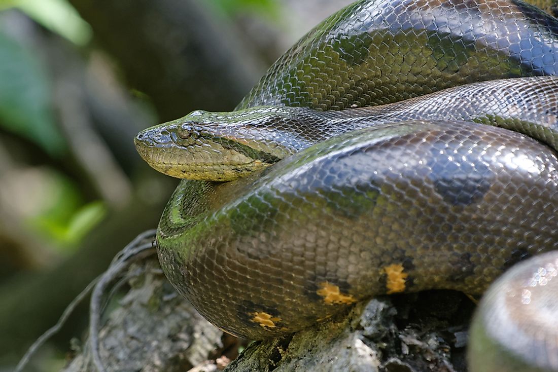 The green anaconda is found across most of north-central South America. 