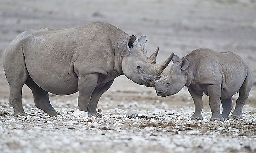 Hunted for centuries for its horn, the black rhinoceros is today critically endangered and might not survive if reasons for its decline continue to exist.