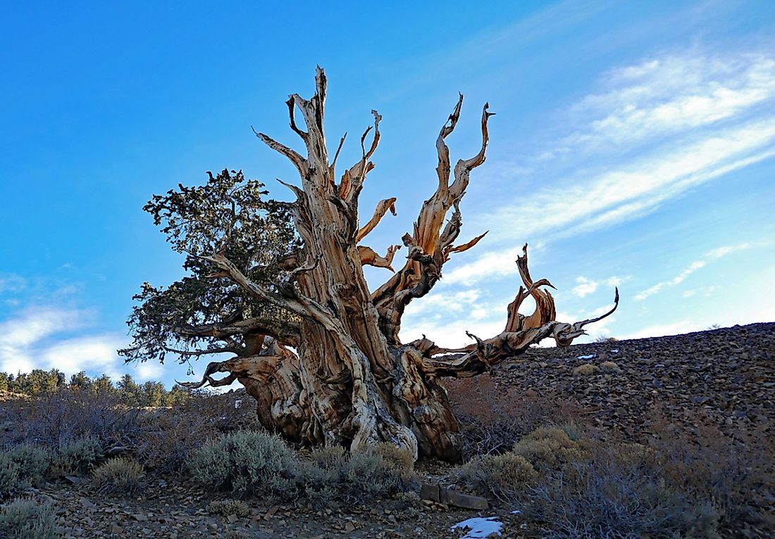 A Great Basin bristlecone pine christened Methuselah is thought to be the oldest living individual tree at about 5,000 years old.
